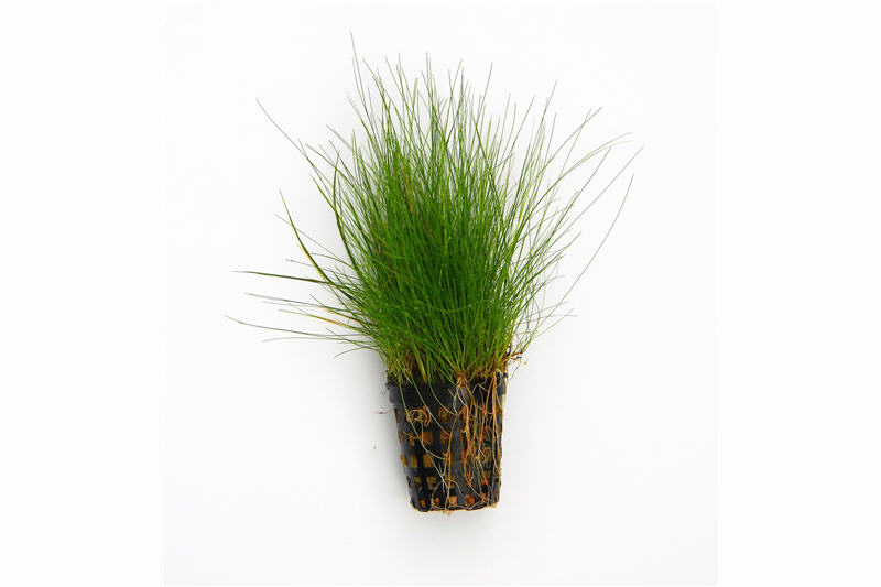 Nadelsimse, Eleocharis acicularis, im Topf